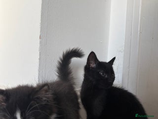 Mixed Breed cats Two male kittens for sale - Advert 13