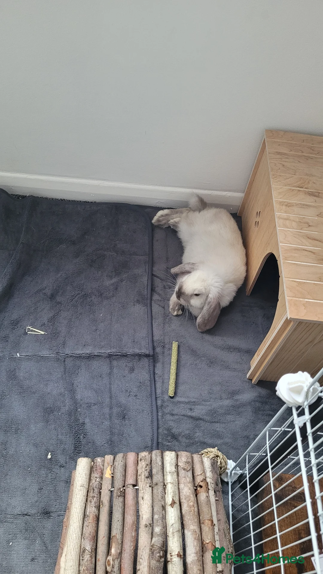 Mini Lop rabbits for sale: Male mini lop - Advert 3