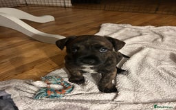 Mixed Breed dogs for sale: Follie (French bulldog / border collie) pups 4sale - Image 3