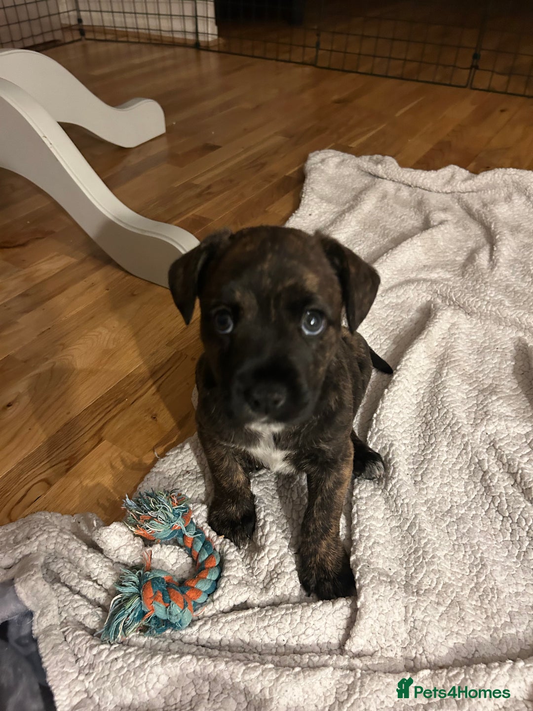 Mixed Breed dogs for sale: Follie (French bulldog / border collie) pups 4sale - Image 3