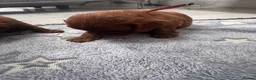 Cavapoo dogs for sale: F1 Cavapoo - Advert 13