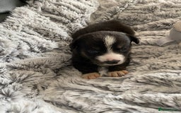 Welsh Corgi Cardigan dogs for sale: WELSH CARDIGAN CORGI BABIES FROM 5 ⭐ LICENSED HOME - Image 34