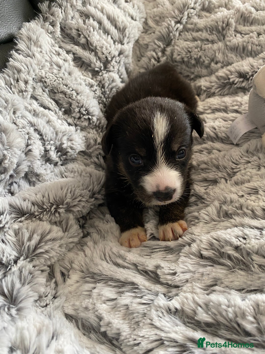 Welsh Corgi Cardigan dogs for sale: WELSH CARDIGAN CORGI BABIES FROM 5 ⭐ LICENSED HOME - Image 34