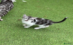 Mixed Breed cats for sale: Adorable Bengal Cross Kittens!! - Image 12