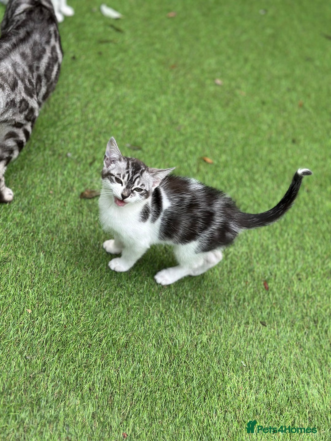 Mixed Breed cats for sale: Adorable Bengal Cross Kittens!! - Image 12