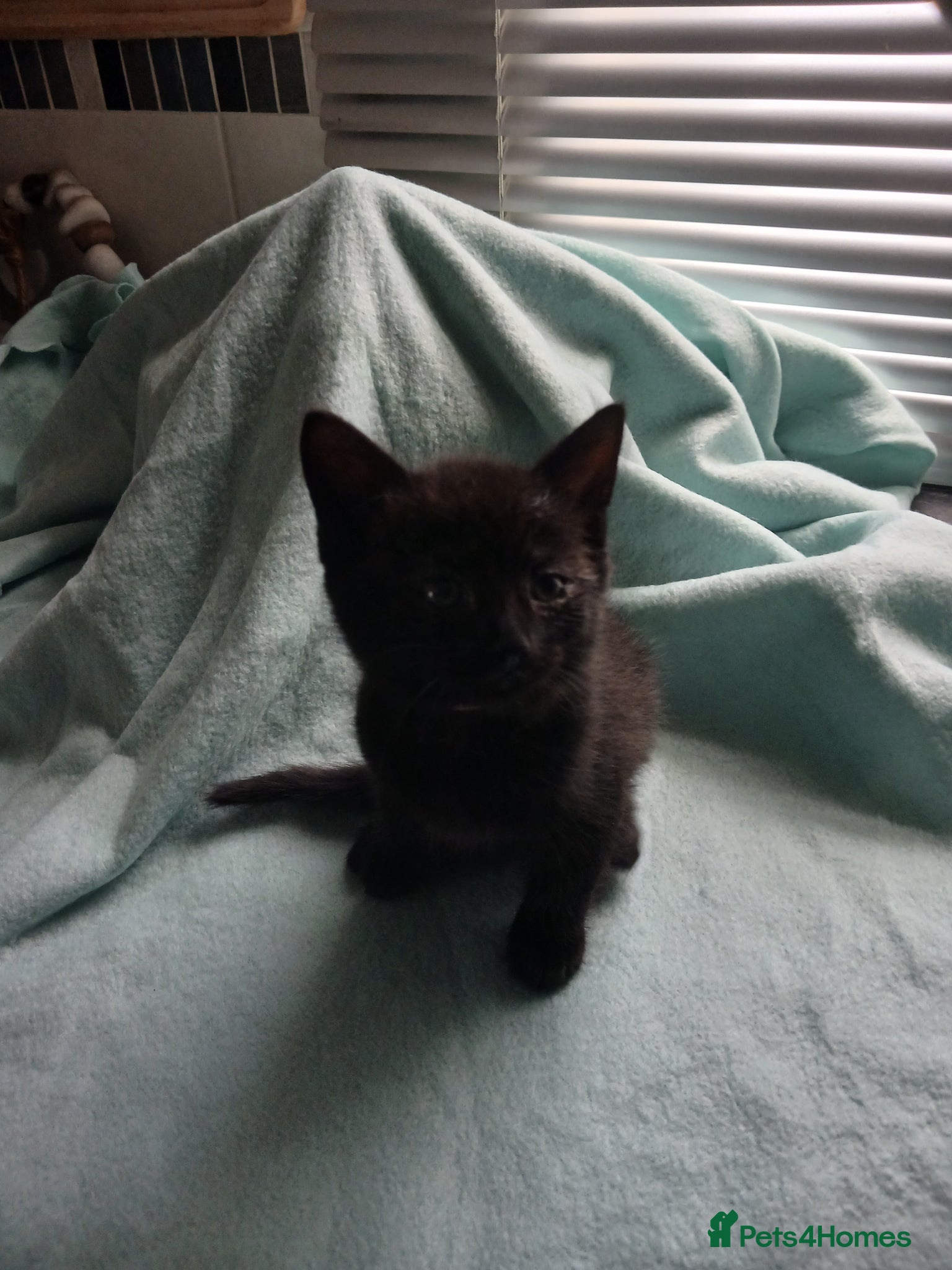 Mixed Breed Kitten 2