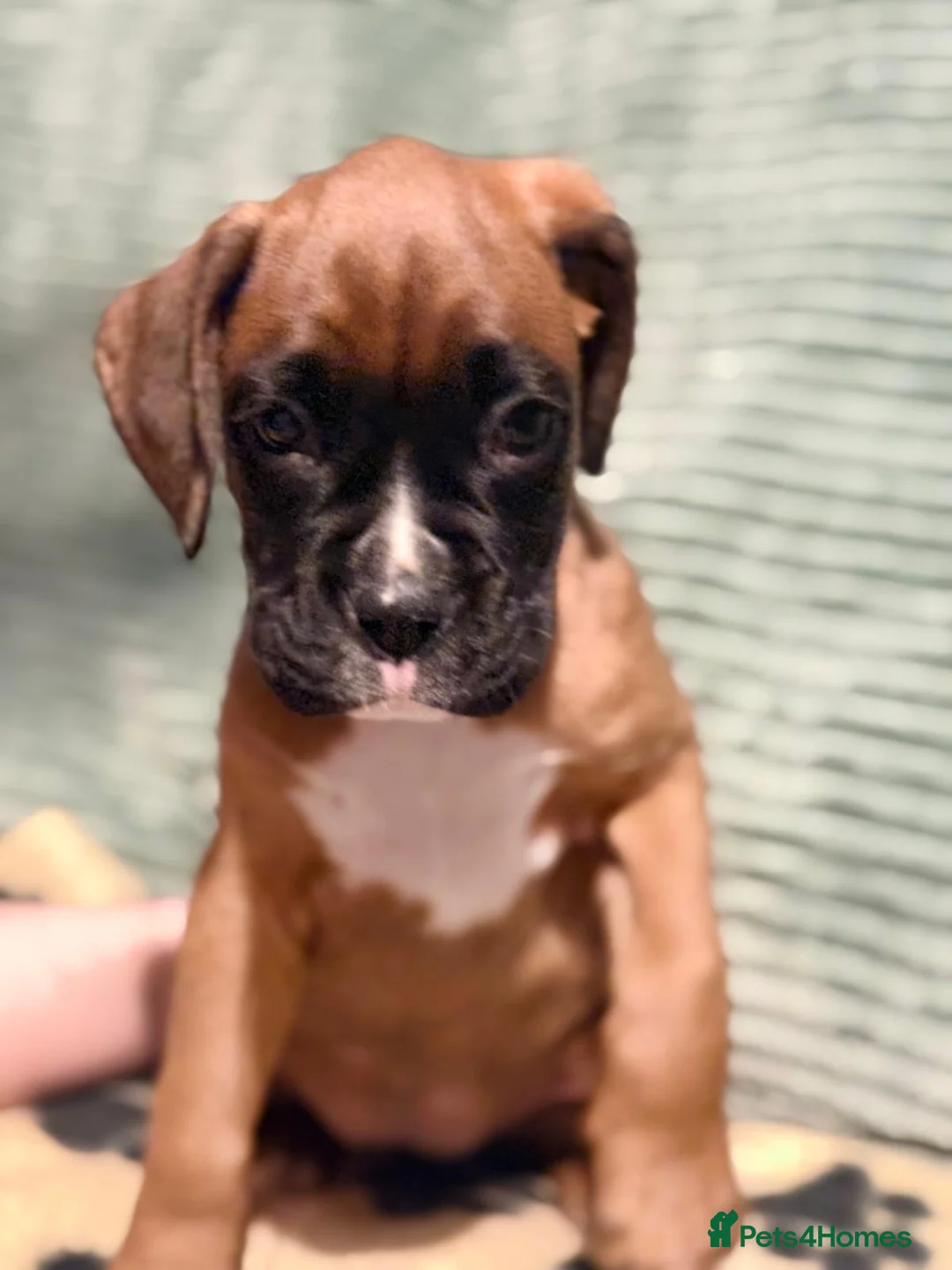 Boxer dogs for sale: 3 Beautiful boxer puppies   - Advert 4