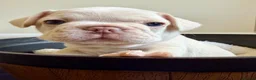 French Bulldog dogs for sale: Beautiful French Bulldog Puppies  - Advert 7