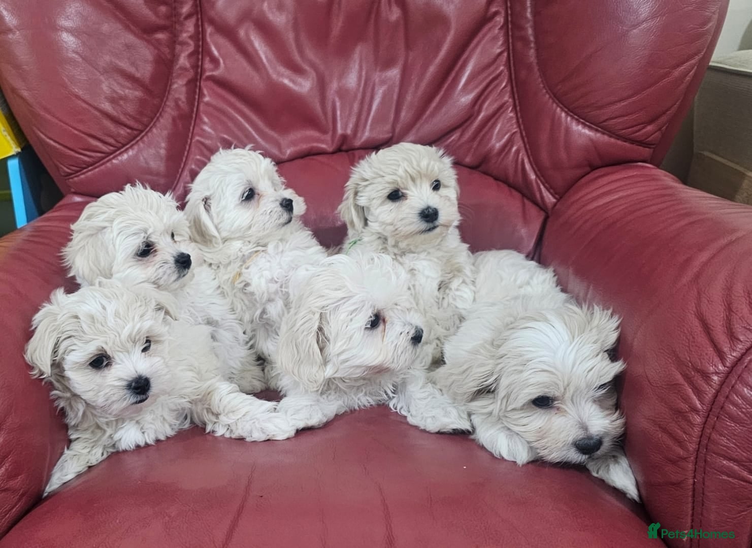 Maltese dogs Maltese puppies  - Advert 3