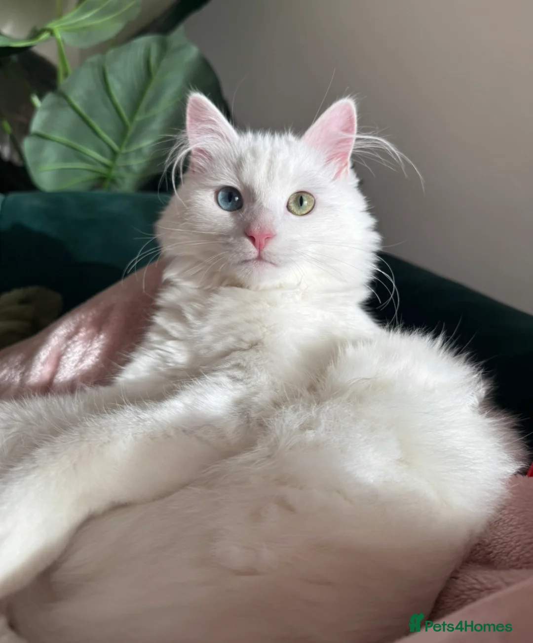Turkish Angora cats for sale: 6 month white  Turkish angora male- vaccinated in Wigan - Advert 1