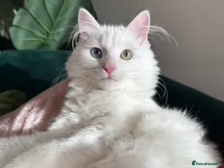 Turkish Angora cats 6 month white Turkish angora male- vaccinated - Advert 3