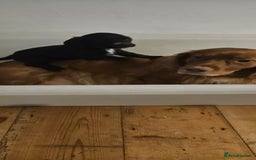Cocker Spaniel dogs for sale: Cockerspaniel black girl - Image 8