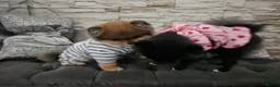 Pomeranian dogs for sale: Xx **   **  pomeranian puppy  in Doncaster - Advert 9