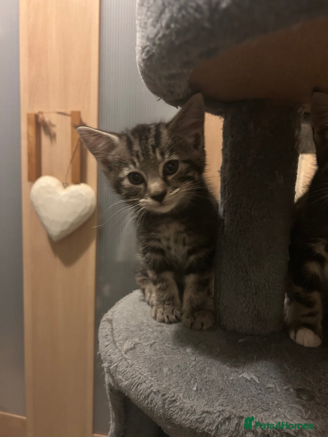 Norwegian Forest Cat cats for sale: Norwegian kittens x  - Image 5