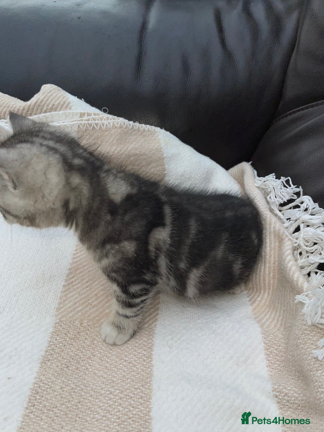 British Shorthair cats for sale: Ready to go - Image 3