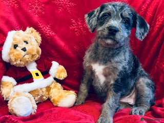 Mixed Breed dogs 💚❤️ READY TO LEAVE NOW ❤️💚 - Advert 13