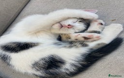 Mixed Breed cats for sale: Beautiful Kittens - Ready now in Maidstone - Image 2