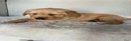 Golden Retriever dogs for sale: Chunky kc registered golden retriever puppy’s  - Advert 15