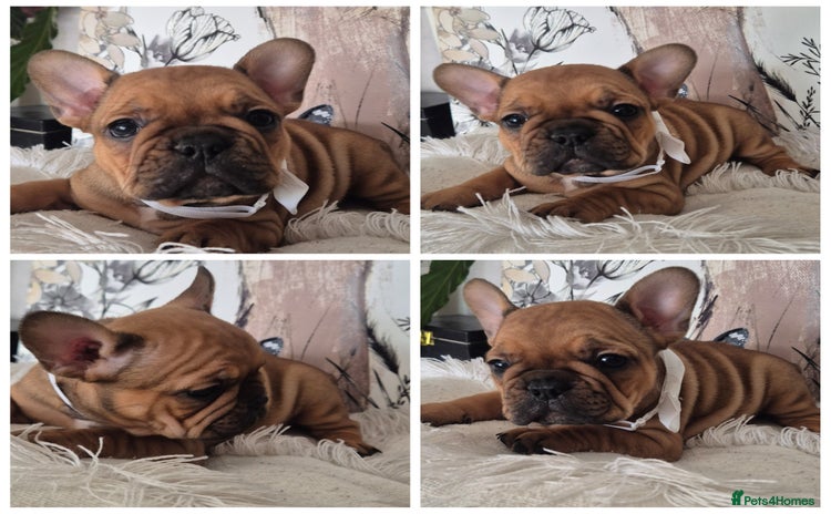 French Bulldog dogs - Advert 3