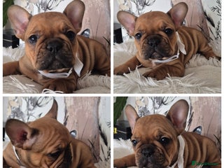 French Bulldog dogs - Advert 2
