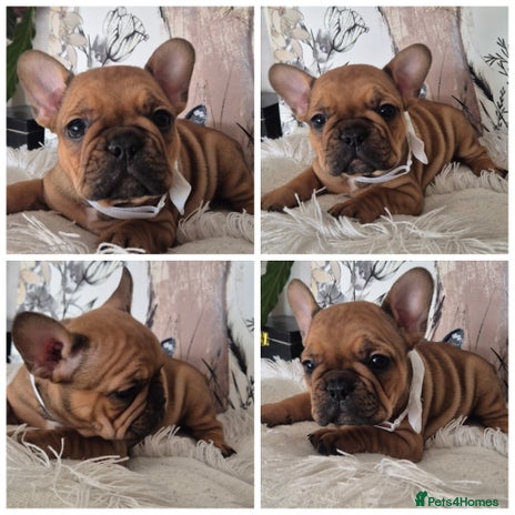 French Bulldog dogs - Advert 2