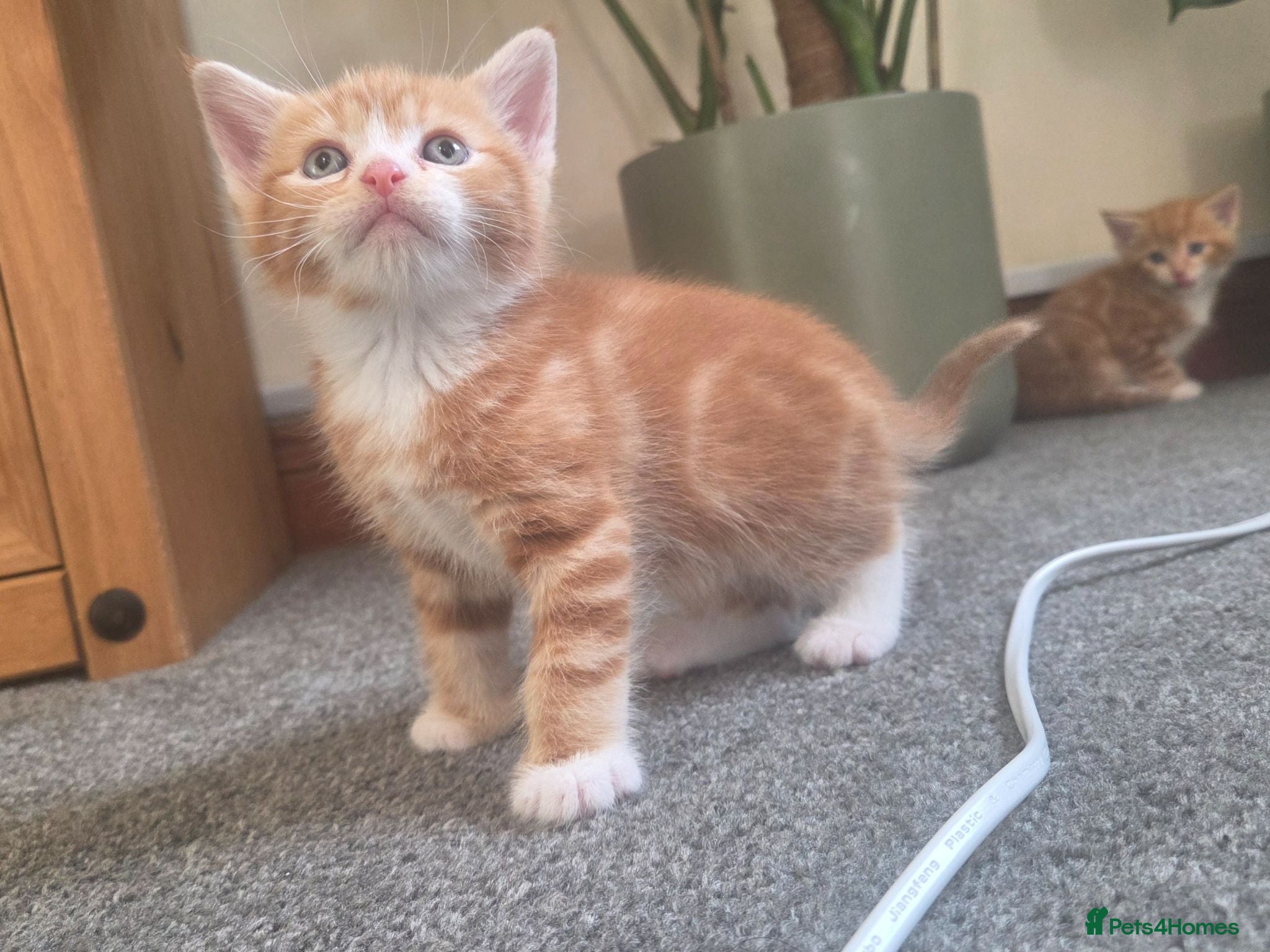 Mixed Breed cats Last ginger boy ready to leave tomorrow  - Advert 6