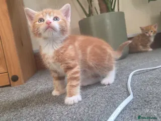 Mixed Breed cats Last ginger boy ready to leave tomorrow - Advert 6