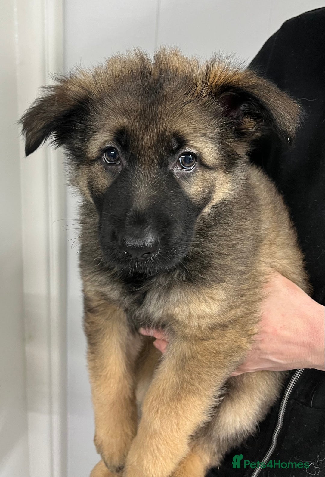 German Shepherd dogs for sale: Gorgeous pure German Shepherd Puppies  - Advert 5