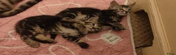 Mixed Breed cats for sale: Beautiful half Bengal kittens available - Advert 3