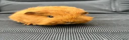 Guinea Pig rodents for sale: Swiss Guniea pig  - Advert 4