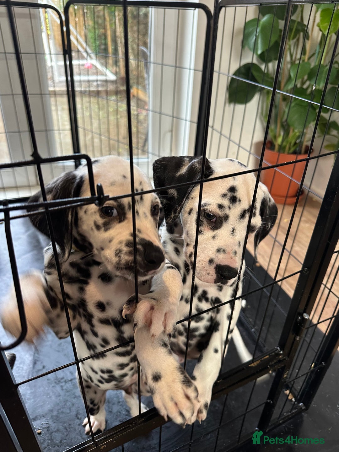 Dalmatian dogs for sale: Dalmatian boys 2 stunning boys left - Advert 21