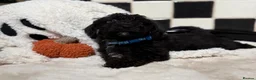 Jackapoo dogs for sale: *** Stunning Jackapoos Ready Now - Advert 12