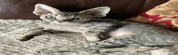 Devon Rex cats for sale:  GCCF Champion sired kittens ready now! - Advert 7