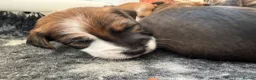 Jack Russell dogs for sale: Delightful Miniature Jack Russell Pups - Advert 16
