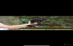 Bordoodle dogs for sale: GOLD STANDARD HIGH HEALTH COLLIPOO PUPPIES 🌟 - Image 16