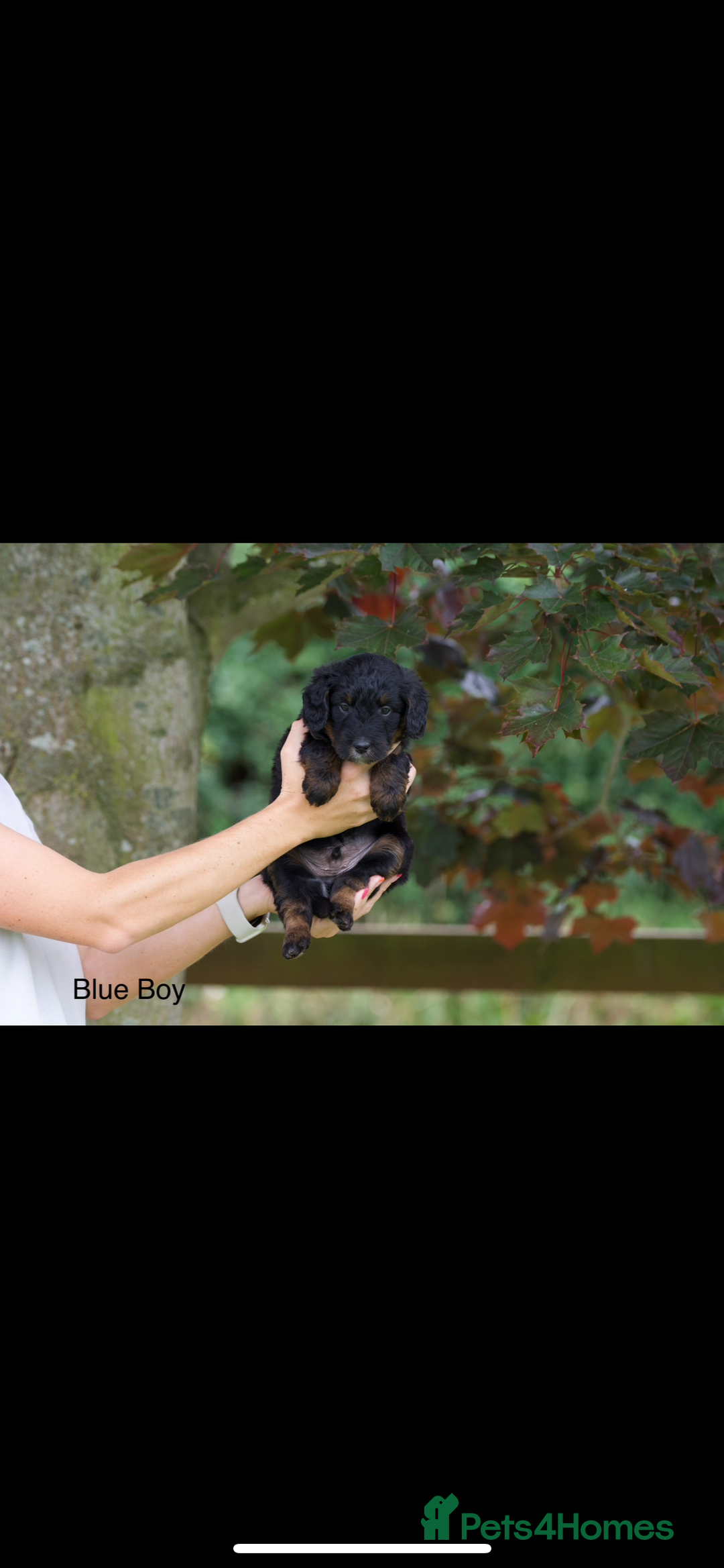 Bordoodle dogs for sale: GOLD STANDARD HIGH HEALTH COLLIPOO PUPPIES 🌟 - Image 16
