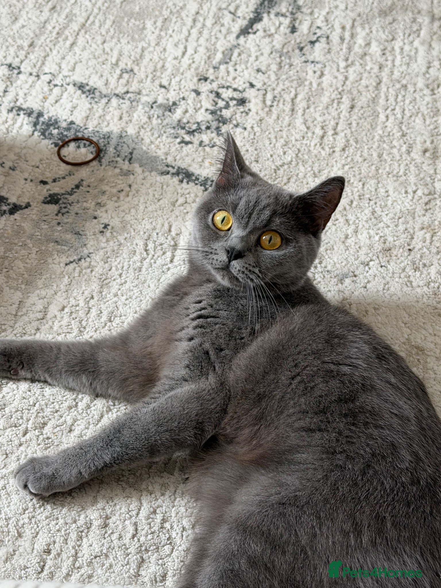 British Shorthair cats Female british shorthair  - Advert 3