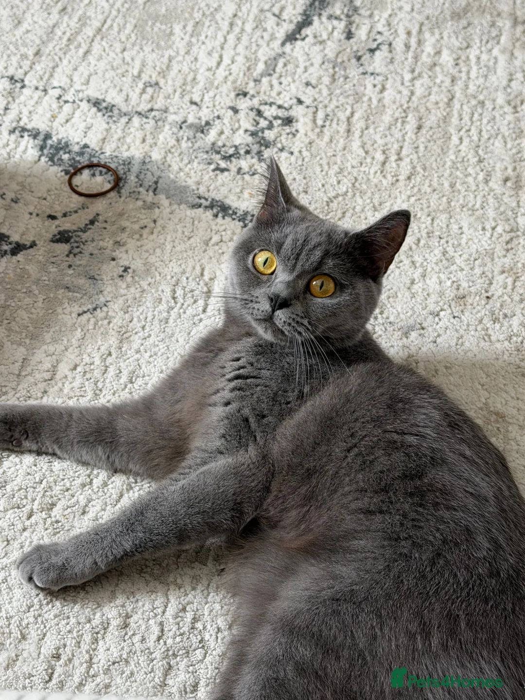 British Shorthair cats for sale: Female british shorthair  in Watford - Advert 1