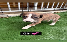 Mixed Breed dogs for sale: Pure saluki-greyhound puppies  - Advert 8