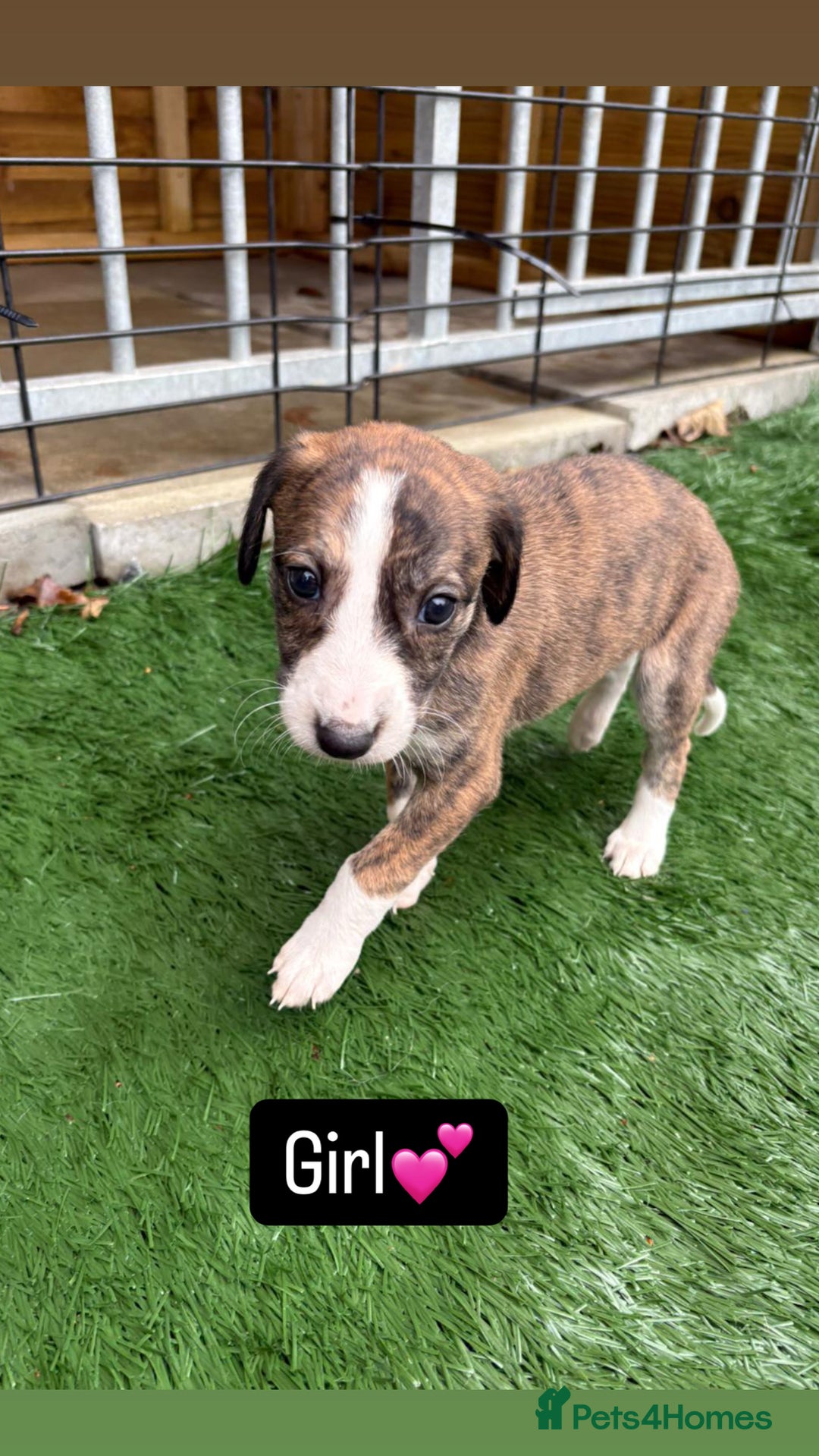 Mixed Breed dogs for sale: Pure saluki-greyhound puppies  - Advert 8