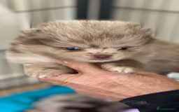 Pomeranian dogs for sale: BEAUTIFUL POMERANIAN BOYS 🧸 FACED PUPPIES!! - Image 4
