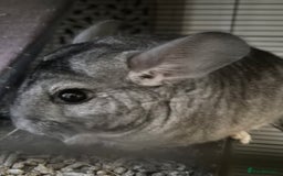 Chinchilla rodents for sale: Two female bonded chinchillas - Image 6