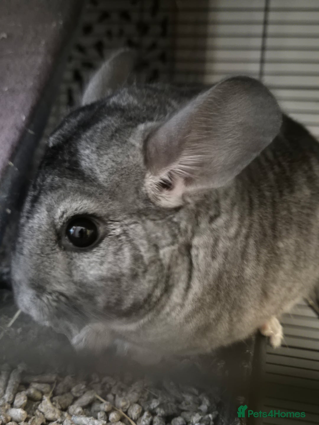 Chinchilla rodents for sale: Two female bonded chinchillas - Image 6