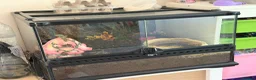 Frog reptiles for sale: Pecman frog in Reading - Advert 3