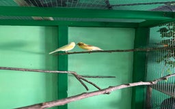 Canaries birds for sale: 2female canaries  - Image 4
