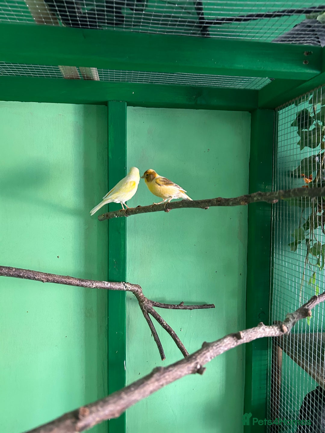 Canaries birds for sale: 2female canaries  - Image 4