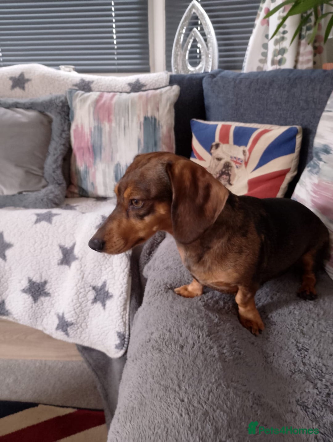 Miniature Dachshund dogs for sale: 3 Yr old female mini dachshund  - Image 2
