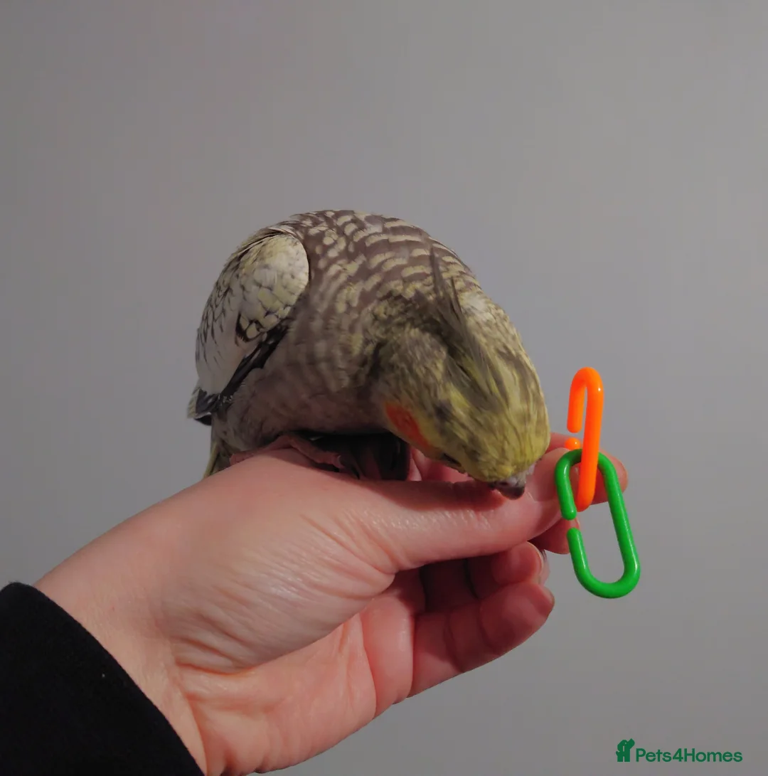 Cockatiels birds for sale: Hand reread silly tame DNA sexed baby cockatiels  - Advert 40