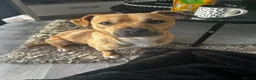 Mixed Breed dogs for sale: Staffy x jack russel  - Advert 4