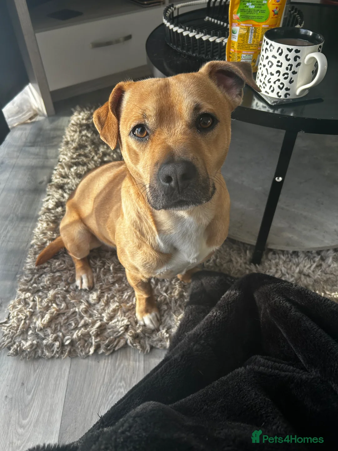 Mixed Breed dogs for sale: Staffy x jack russel  - Advert 4